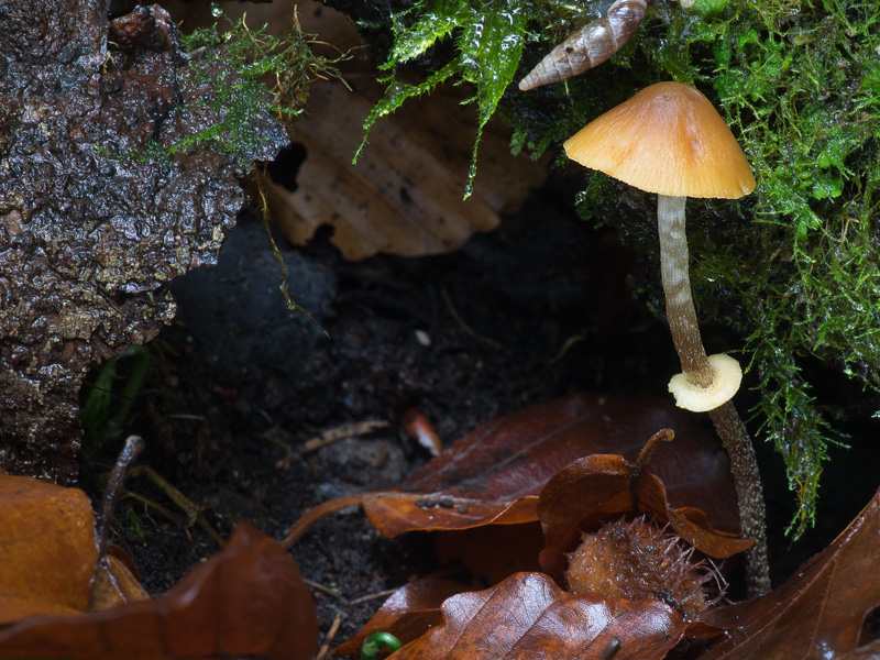 Pholiotina teneroides